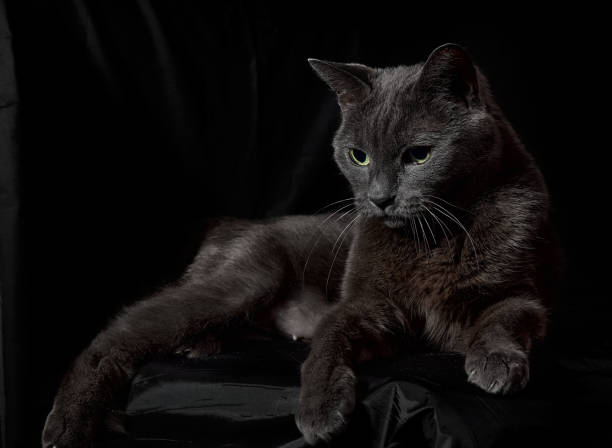 istock Dark gray cat on the black background 1312427285