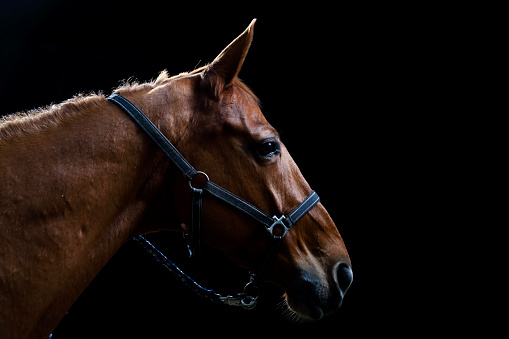 Brown horse's head in back light on black background.