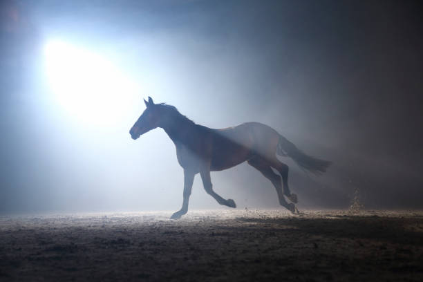 istock Horse in the fog 1312428418