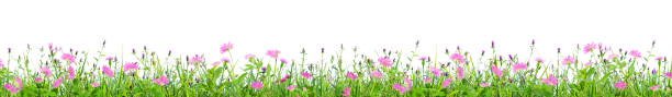 grünes gras und rosa frühlingsblumen isoliert auf weißem hintergrund - spring flower daisy field stock-fotos und bilder