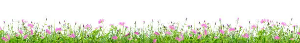 Photo of green grass and pink spring flowers isolated on white background