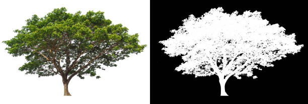 isolated tree on white background with clipping path isolated tree on white background with brush design plant png stock pictures, royalty-free photos & images