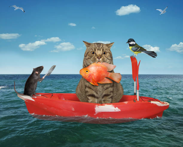 istock Cat caught gold fish from boat 2 1312430292