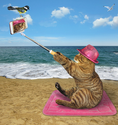 A beige cat in a pink hat with a smartphone takes a selfie on a beach mat by the sea.