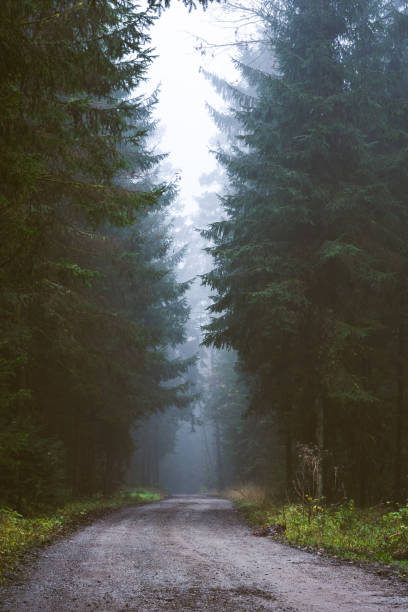 istock Path through a pine forest on misty autumn day. 1312430712