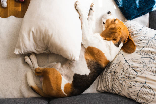 istock Beagle dog tired after walk lying on a sofa in bright interior, top view 1312430719
