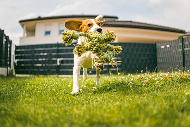 istock Dog beagle purebred running with a rope toy on grass outdoors towards camera. 1312430720
