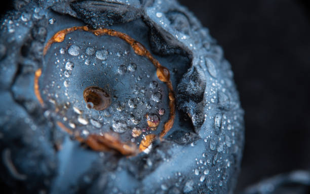 istock Blueberry covered with water drops, exteme macro background. 1312431260