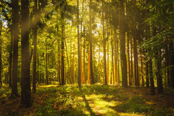 istock Beautiful green forest with sunbeams coming through trees 1312431313
