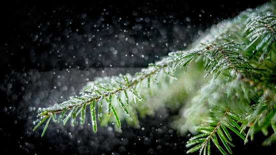 Close-up of snow falling on leaves of tree against black background.