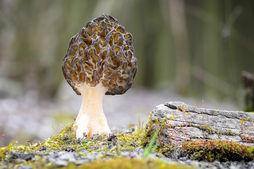 Shot of amazing, edible and tasty morel mushroom - Czech Republic, Europe