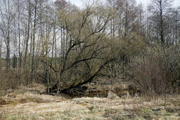 istock Belarusian landscape. A solid spring day in April. Forest river Vyacha. Reflection in water. Trees on the shore 1312431627