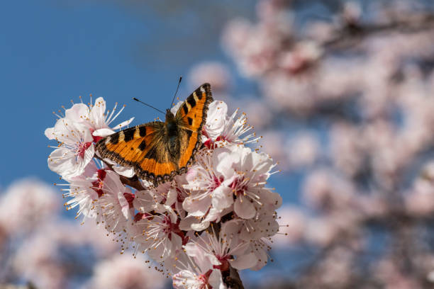 istock Butterfly  apricot flower 1312433523