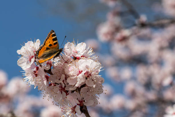 istock Butterfly  apricot flower 1312433534
