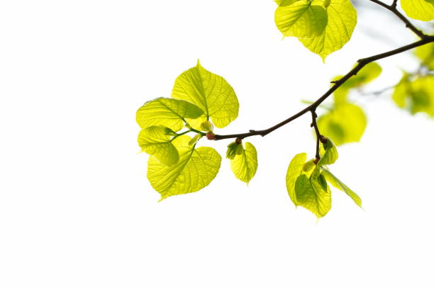 istock Green leaves isolated 1312433742
