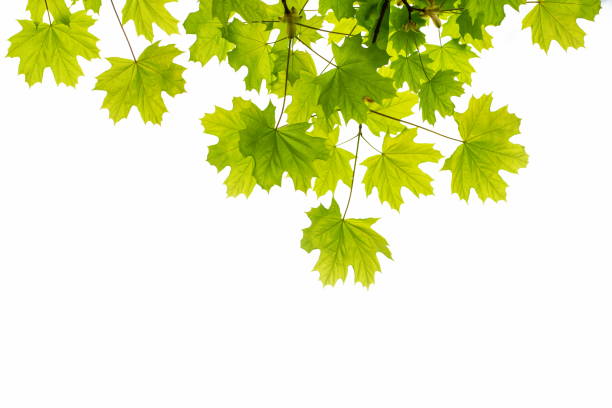 istock Green leaves isolated 1312433902