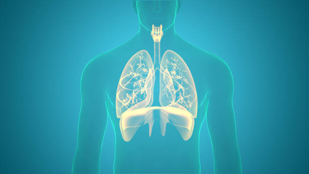 poumons du système respiratoire humain avec anatomie du diaphragme - modèle anatomique photos et images de collection