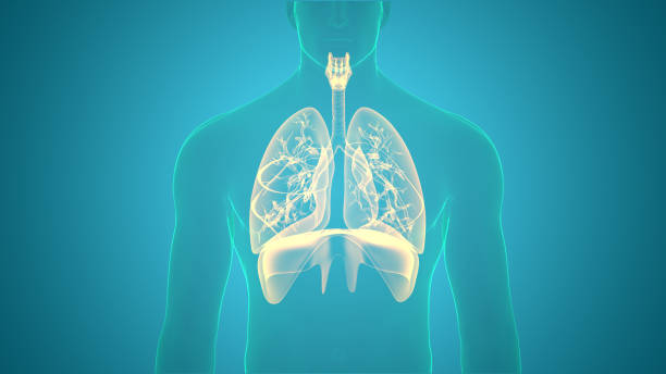 横隔膜解剖学を用いたヒト呼吸器系肺 - human lung tuberculosis bacterium emphysema human trachea ストックフォトと画像