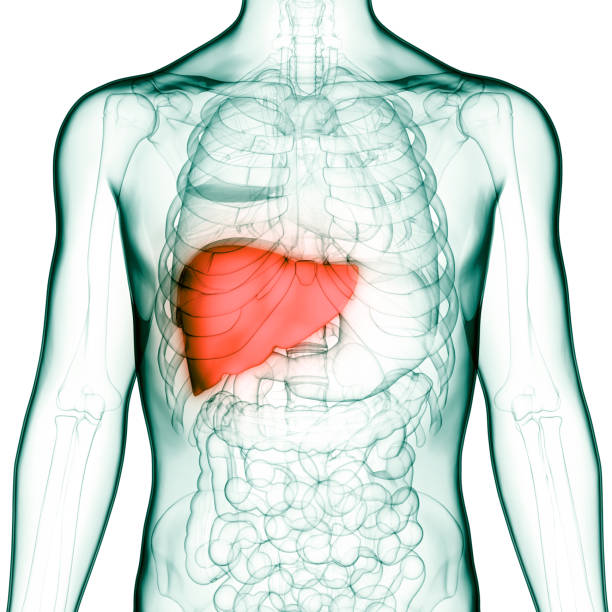 istock Human Internal Digestive Organ Liver anatomy 1312434729