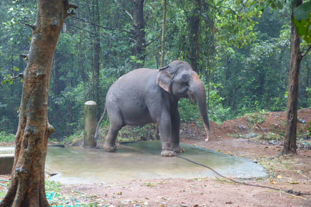 istock Elephant in Abhayaranyam, Kerala 1312434733