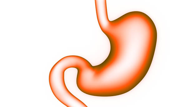 istock Human Digestive System Stomach Anatomy 1312434767