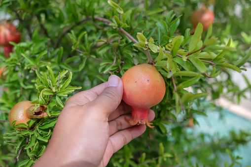 Close-up shot of an unrecognizable Asian female hands picking ripe pomegranate fruit from a tree.