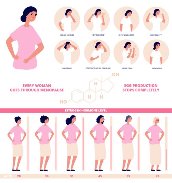 Estrogen hormone level. Hormones diagram, female natural biological life chart. Medical menopause age levels, gynecology science utter vector poster Estrogen hormone level. Hormones diagram, female natural biological life chart. Medical menopause age levels, gynecology science utter vector poster. Estrogen hormone level illustration oestrogen stock illustrations