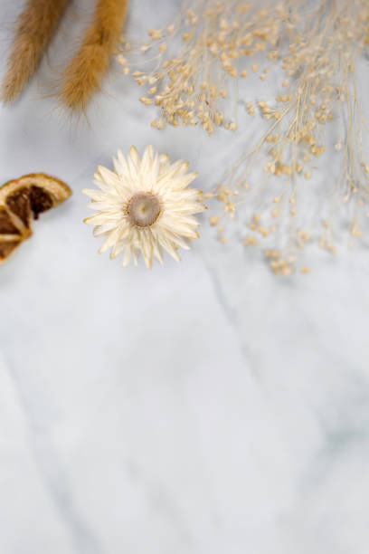 istock Fresh bight spring dried Flower frame isolated on white background with copy space, romantic,summer modern concept, flat lay, overhead view 1312439578