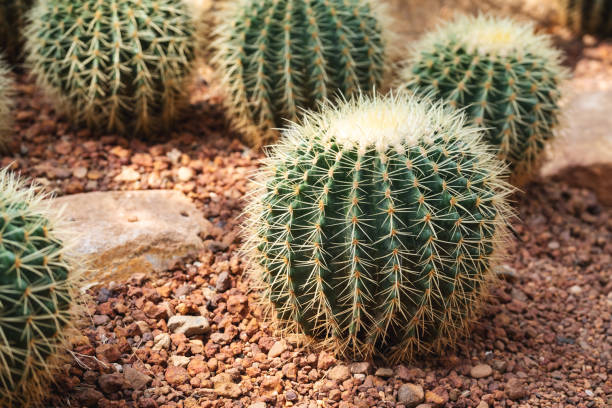 istock Golden Barrel Cactus or Echinocactus grusonii in botanic garden 1312439749