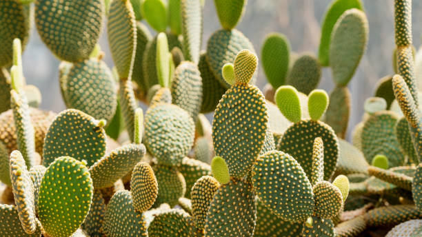 istock Bunny ear cactus or Opuntia microdasys in botanic garden 1312439761