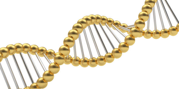 istock Gold dna spiral on white. 1312440692