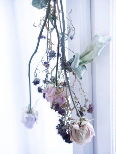 istock bouquet of dried flowers bundle in window 1312441096