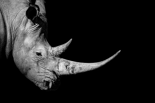 Rhinoceros , animal mammal Rhino , isolated