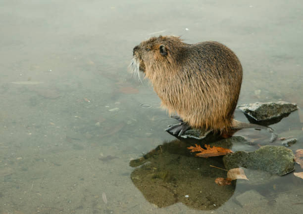 istock Nutria sitting close to the water on a stone 1312441693