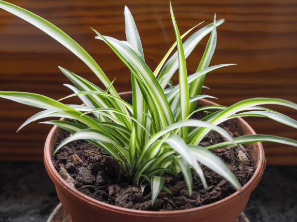 Chlorophytum comosum spider plant