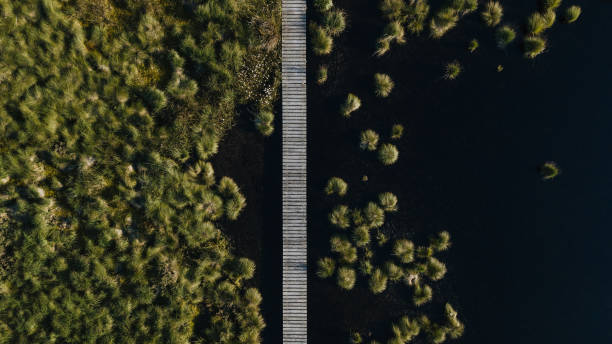 drone girato di passerella di legno trogolo paesaggio brughiera - brughiera foto e immagini stock