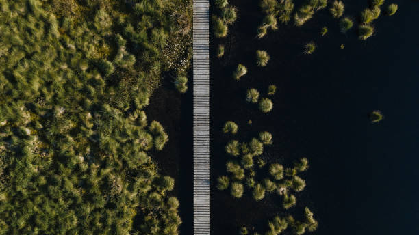 drone shot of wooden boardwalk trough moor landscape drone shot of wooden boardwalk trough moor landscape. Boardwalk goes trough the middle of the picture. Water plants and a lake. bog stock pictures, royalty-free photos & images