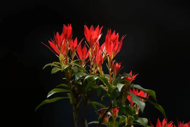 red leaves of Pieris japonica in backlight against dark background
