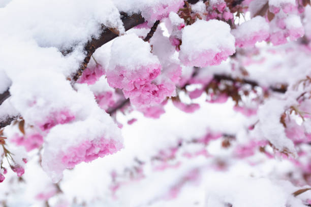 istock Pink cherry blossoms on a tree branch covered with unexpected heavy snow in spring 1312442710