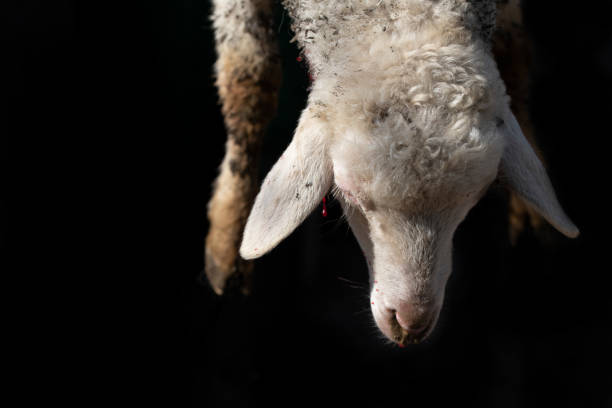 nahaufnahme und details eines lamms, das traditionell geschlachtet wird. kopf und vorderfüße hängen vor einem dunklen hintergrund. - slaughterhouse stock-fotos und bilder