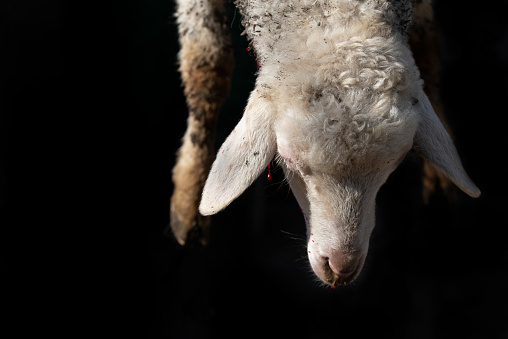 Close-up and detail of a lamb that is traditionally slaughtered. The head and forefeet hang down in front of a dark background.