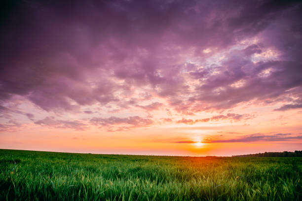 田舎の田舎の牧草地の風景の上の春の夕日の空。サニースプリングスカイの下の小麦畑。スカイライン。緑の若い小麦の芽、小麦の細菌の成長と農業景観 - car green nature landscape ストックフォトと画像