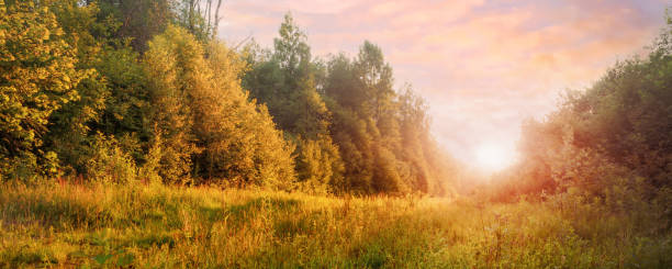 istock Panoramic view of sunny forest road at early morning 1312444464