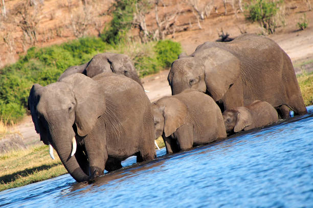 istock Afican Elephant, Chobe National Park, Botswana 1312444598