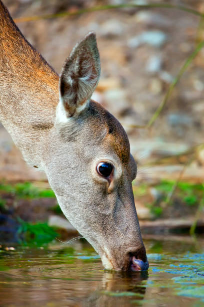 istock Red Deer, Monfrague National Park, Spain 1312444602