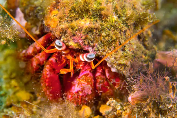 Great hermitcrab, Dardanus sp., Cabo Cope Puntas del Canegre Natural Park, Mediterranean Sea, Murcia, Spain, Europe