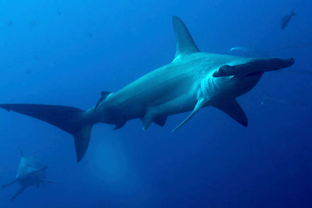 istock Hammerhead Shark, Galapagos National Park, Ecuador 1312444700