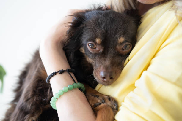 istock woman holding sad devoted brown russian toy terrier 1312444759