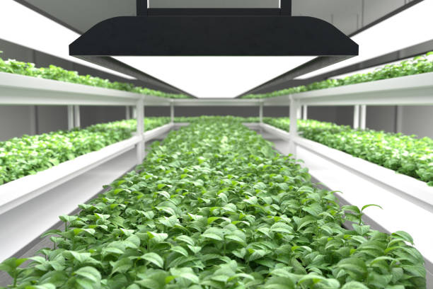 istock Organic vegetable farm. Hydroponic vegetable plant factory. 1312444831