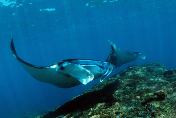 istock Underwater world of Bali. 1312445520